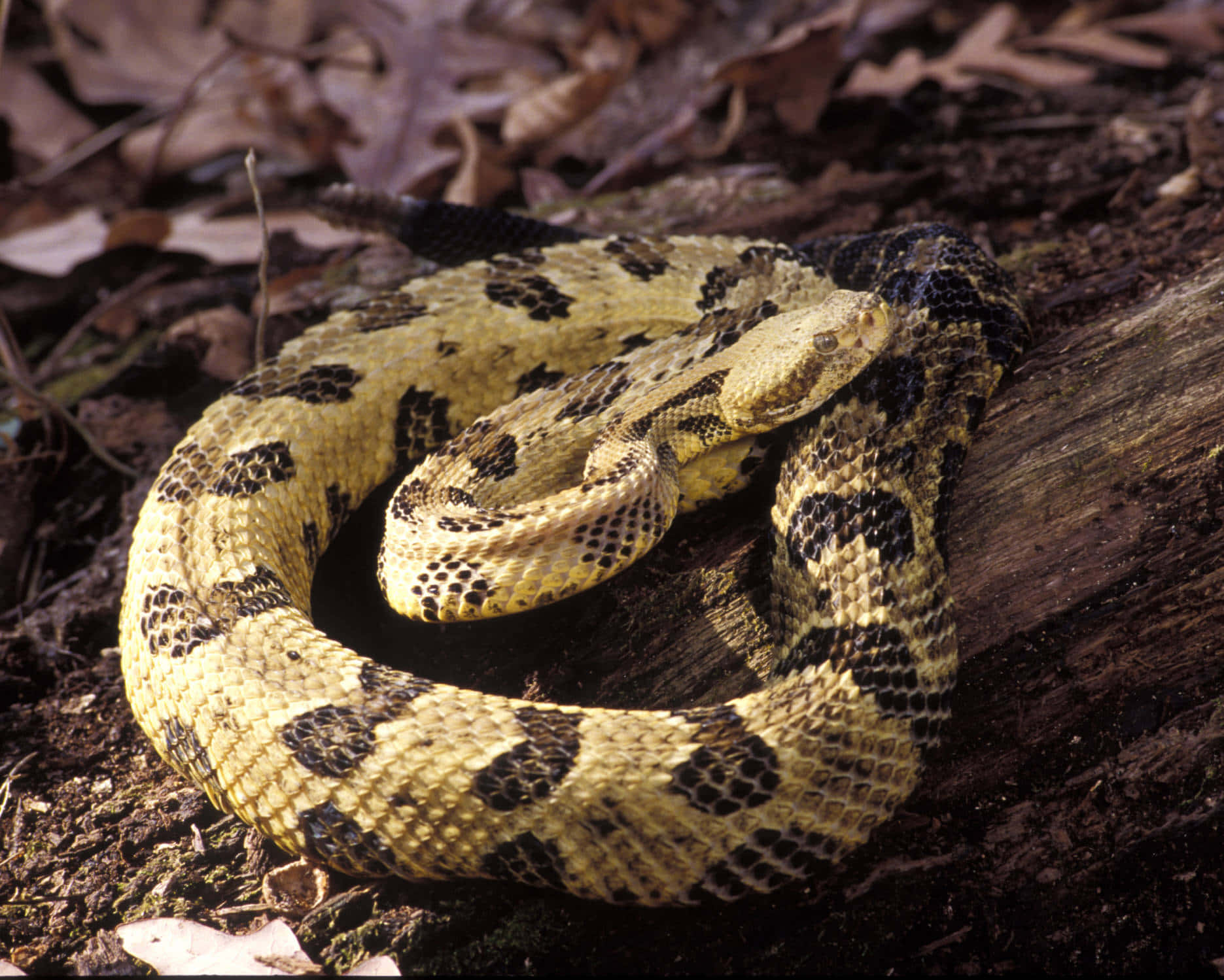 Yellow Snake, rattlesnake, yellow and black patterned scales, HD Desktop Wallpaper