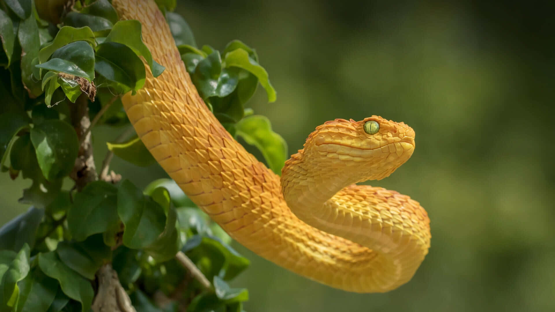 Yellow Snake, vibrant yellow pit viper, lush green leaves, Full HD Desktop Wallpaper