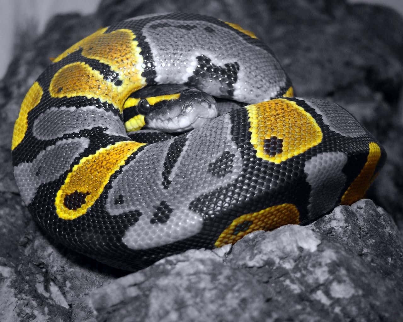 yellow snake, ball python, vibrant yellow, HD Desktop Wallpaper