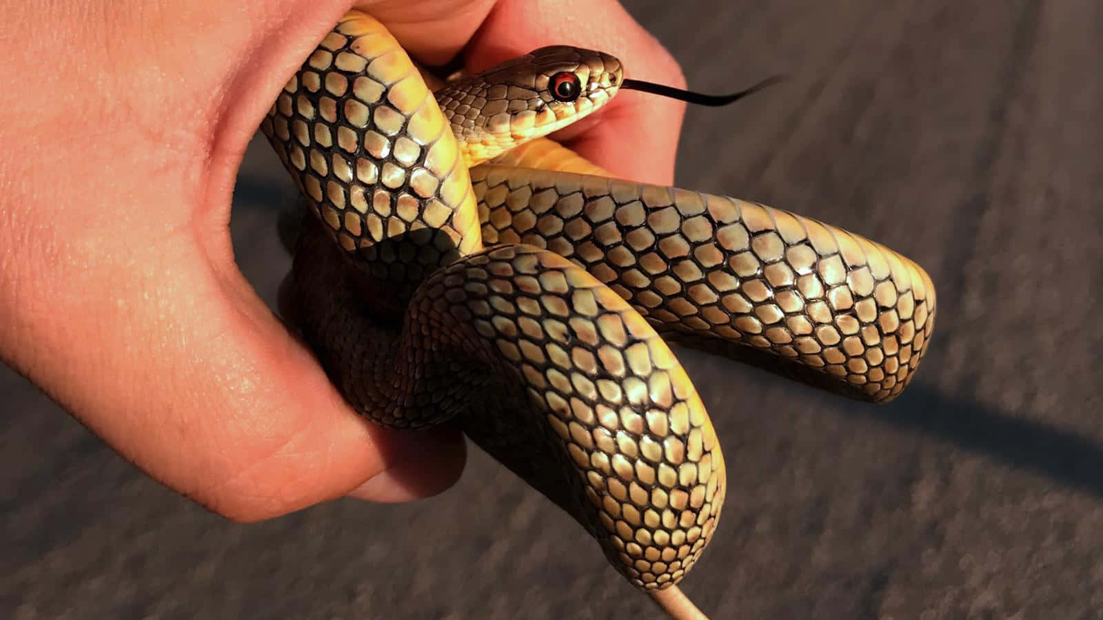 yellow snake, golden-brown scales, flicking black tongue, HD Desktop Wallpaper