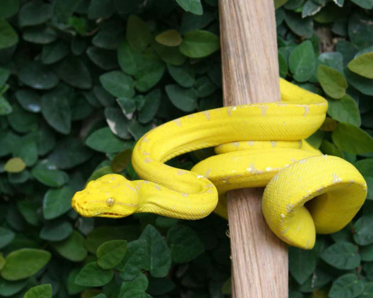 Yellow Snake, vibrant yellow, wooden post, HD Desktop Wallpaper