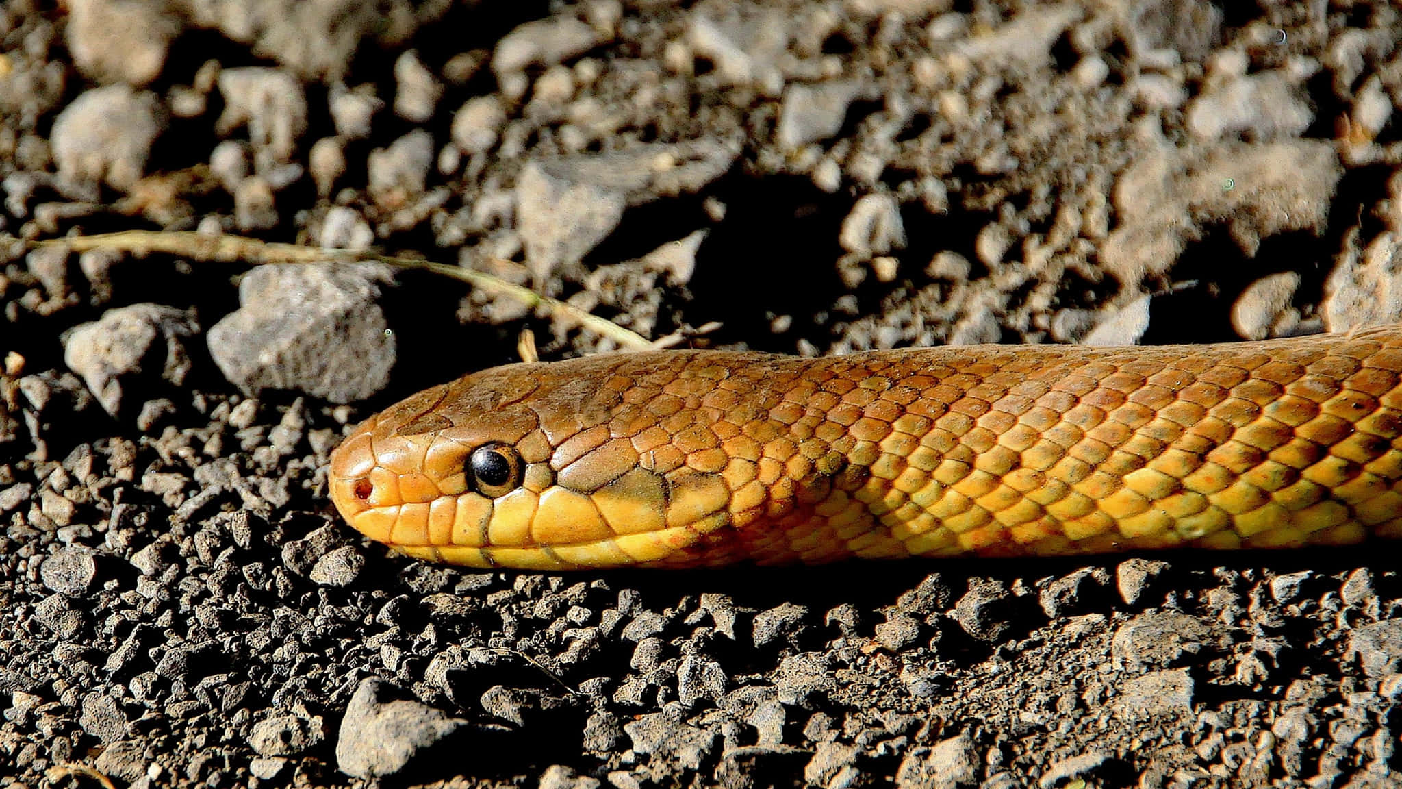 Yellow Snake, golden-brown snake, detailed scales, Full HD Desktop Wallpaper