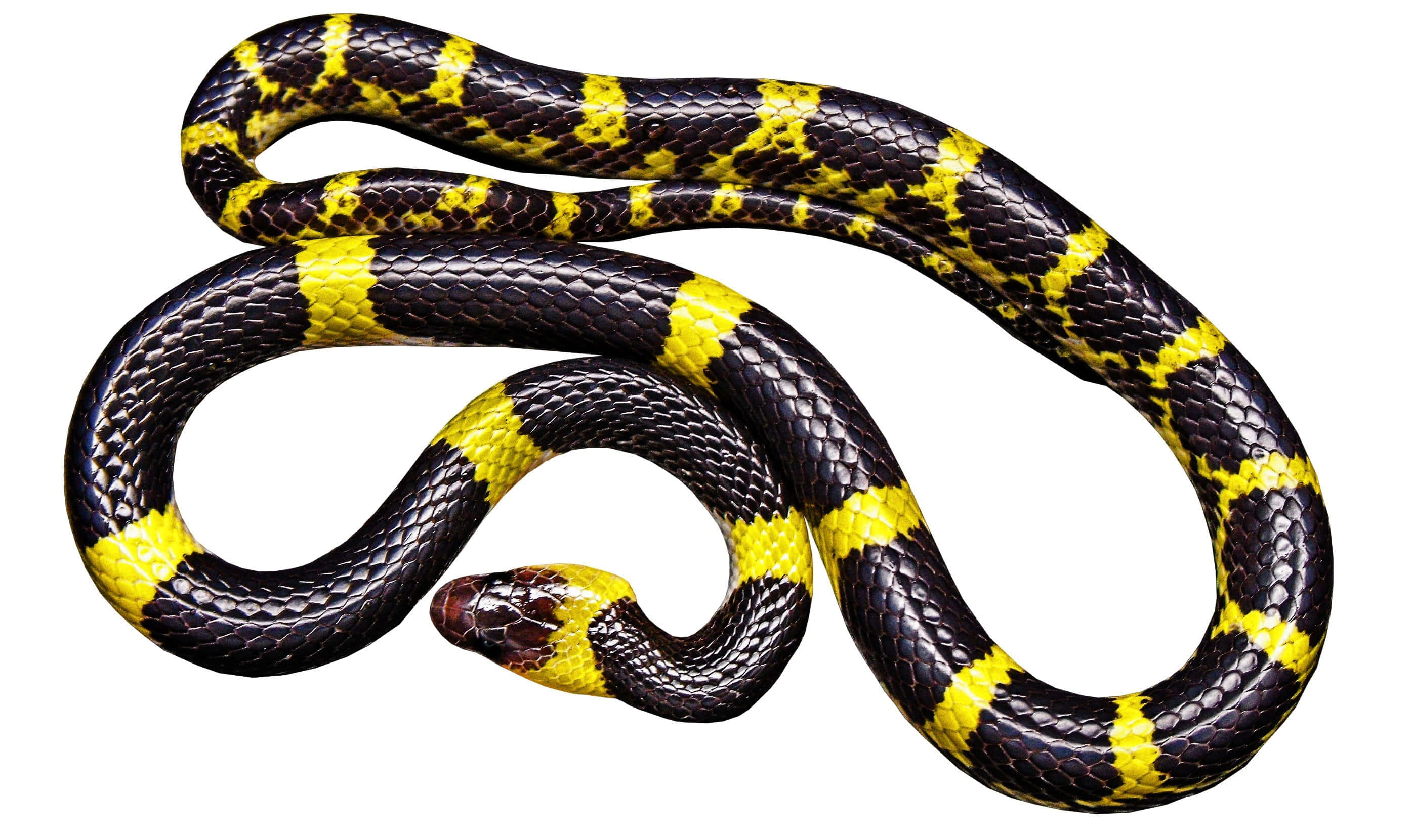 Yellow Snake, black and yellow banded, coils gracefully, 2K Desktop Wallpaper