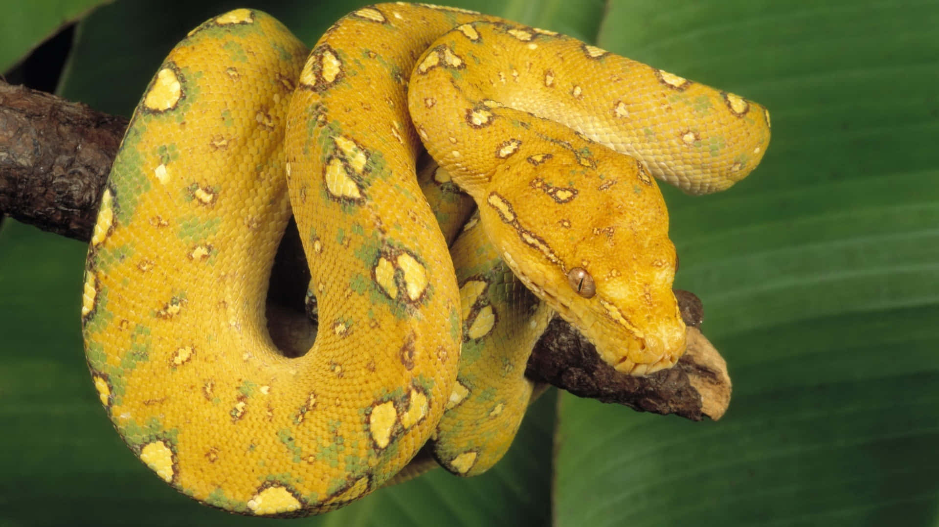 Yellow Snake, tree boa, branch, Full HD Desktop Wallpaper