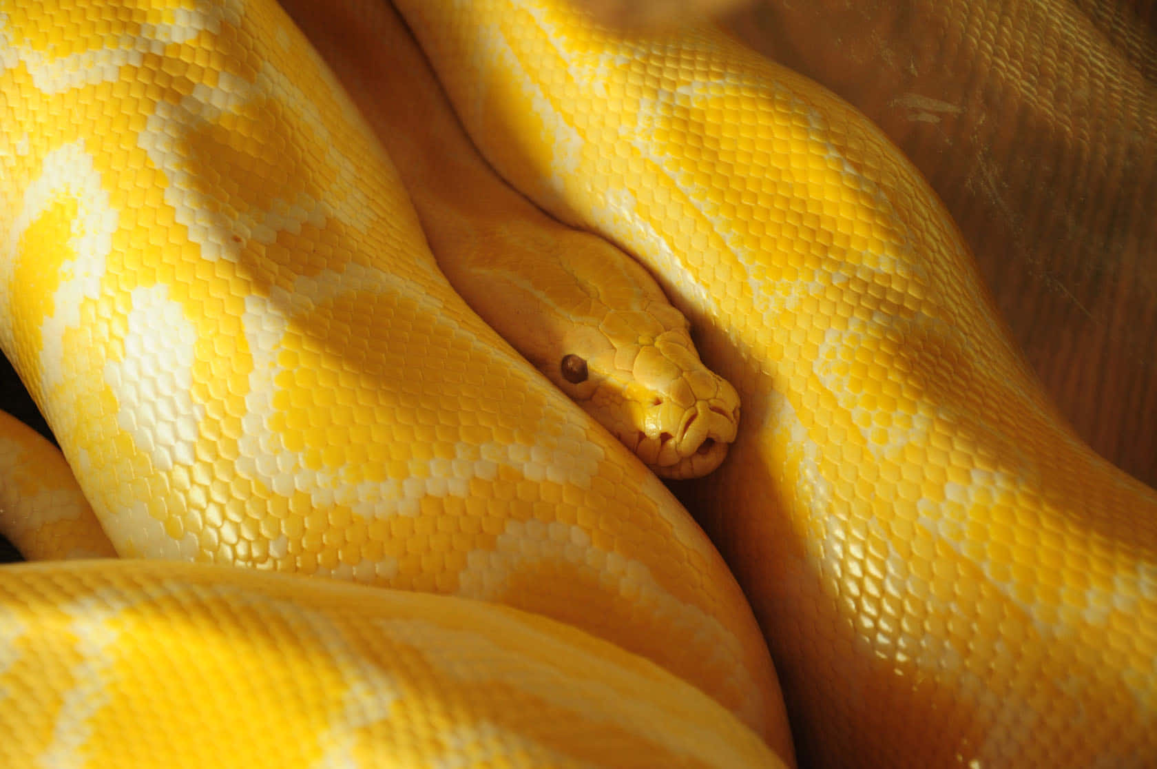 yellow snake, vibrant yellow, python, HD Desktop Wallpaper