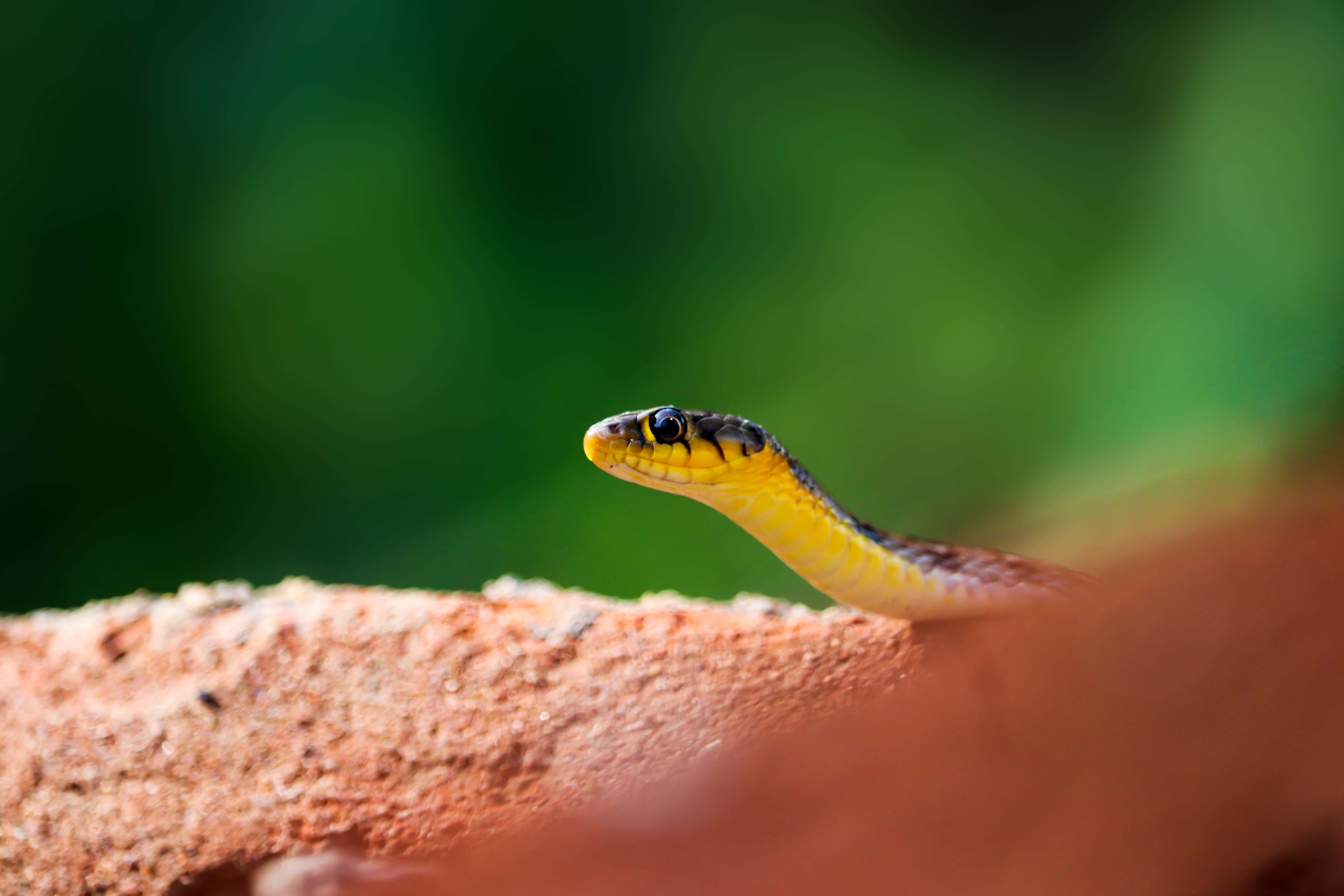 Yellow Snake, vibrant yellow snake, black markings, 5K Desktop Wallpaper