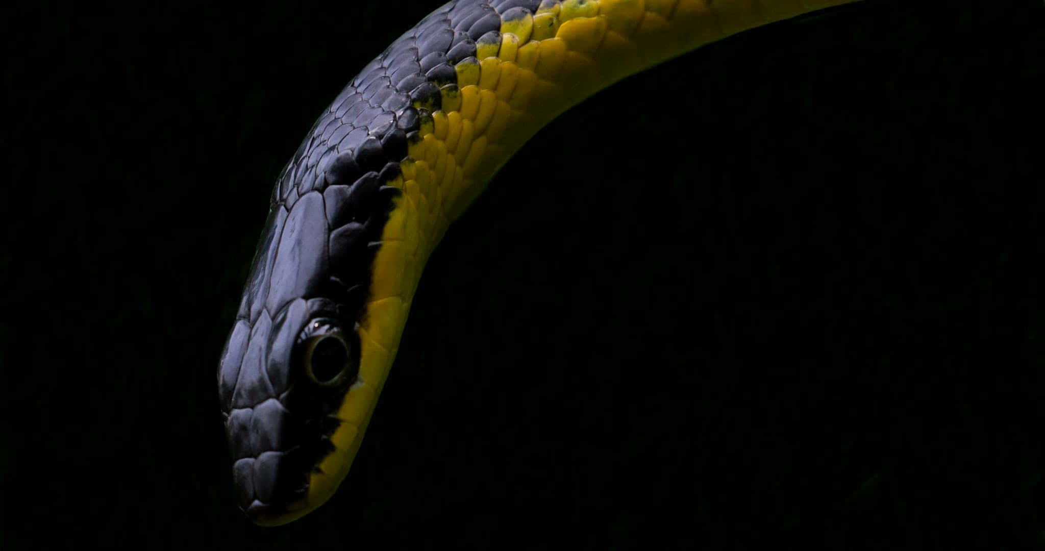 Yellow Snake, black and yellow snake, dark background, Full HD Desktop Wallpaper