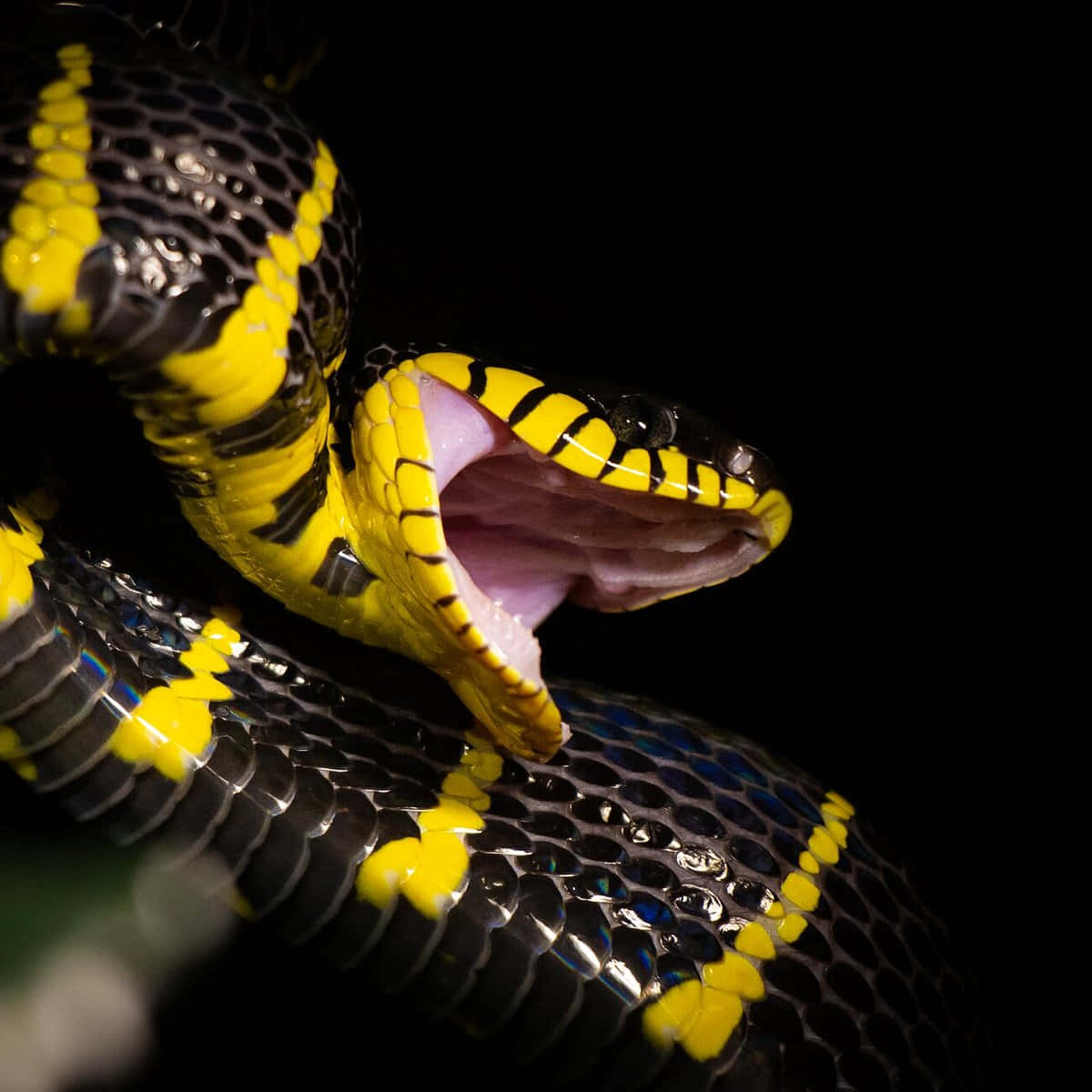 Yellow Snake, black and yellow snake, mouth open, SD Desktop Wallpaper