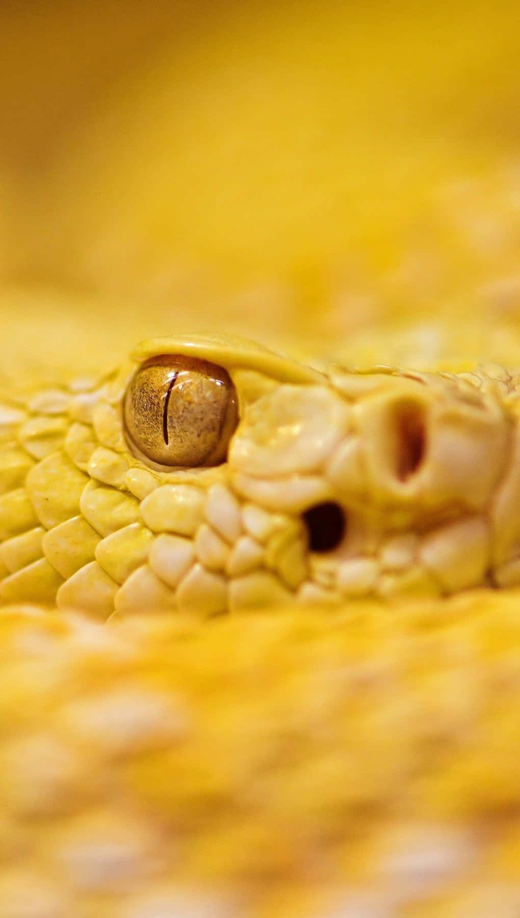Yellow Snake, eye, scales, HD Phone Wallpaper
