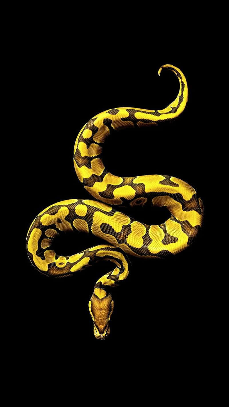 Yellow Snake, vibrant yellow, black patterned python, HD Phone Wallpaper