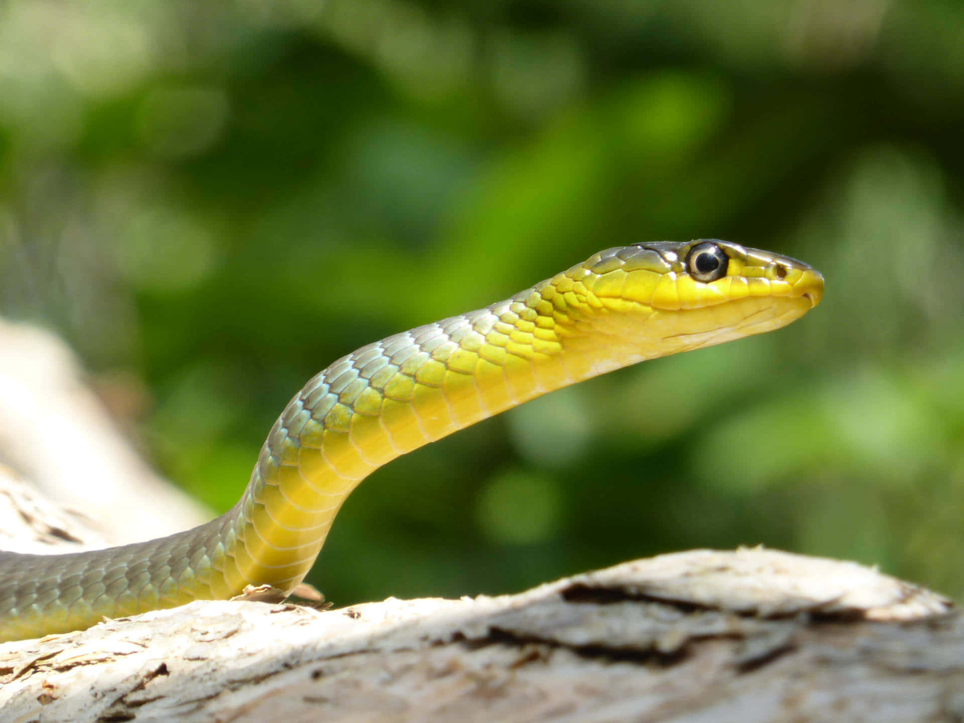 Yellow Snake, vibrant yellow-green snake, sleek body, Full HD Desktop Wallpaper