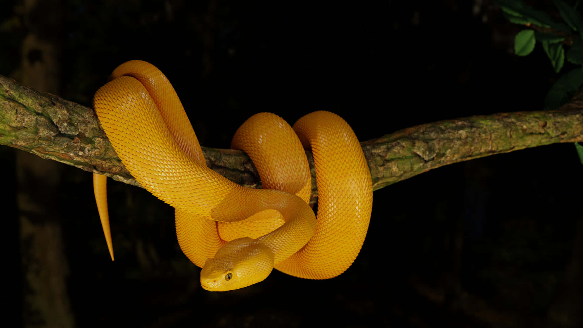 Yellow Snake, mossy branch, dark forest canopy, Full HD Desktop Wallpaper