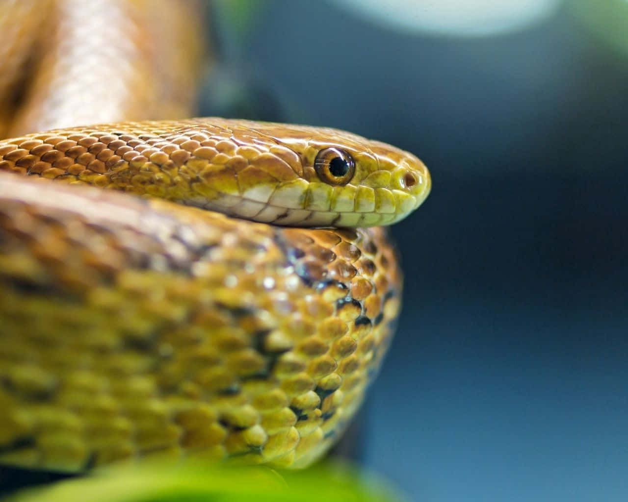 Yellow Snake, golden-brown scales, focused eye, HD Desktop Wallpaper