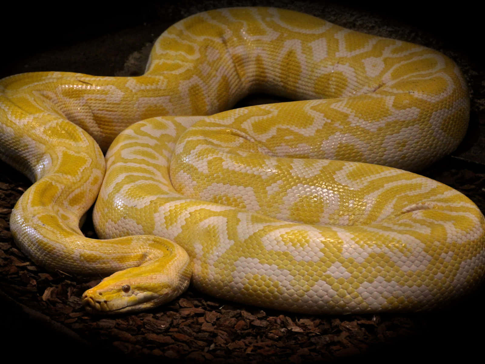 Yellow Snake, python, yellow and white, HD Desktop Wallpaper