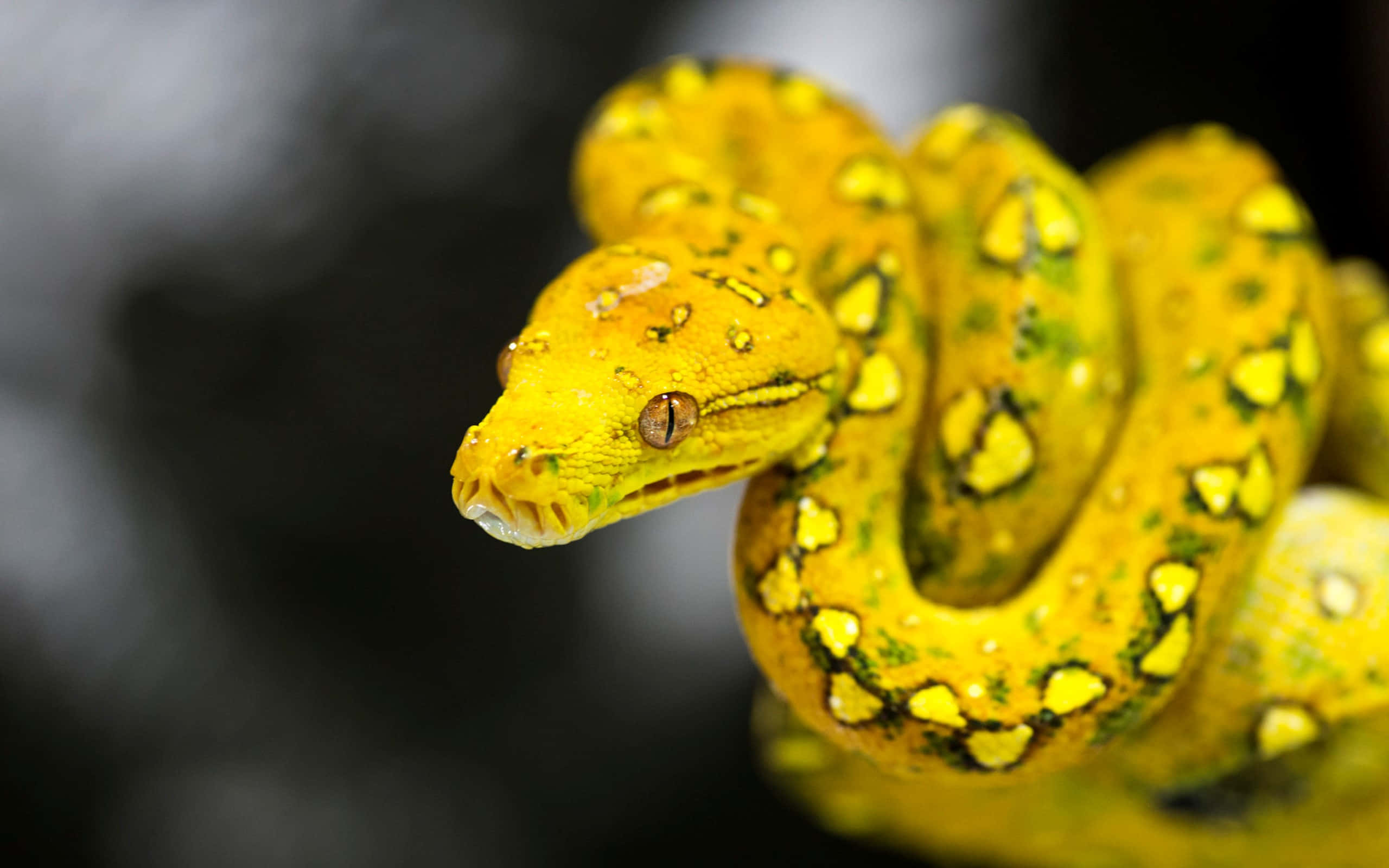 Yellow Snake, yellow-green tree boa, amber eyes, 2K Desktop Wallpaper