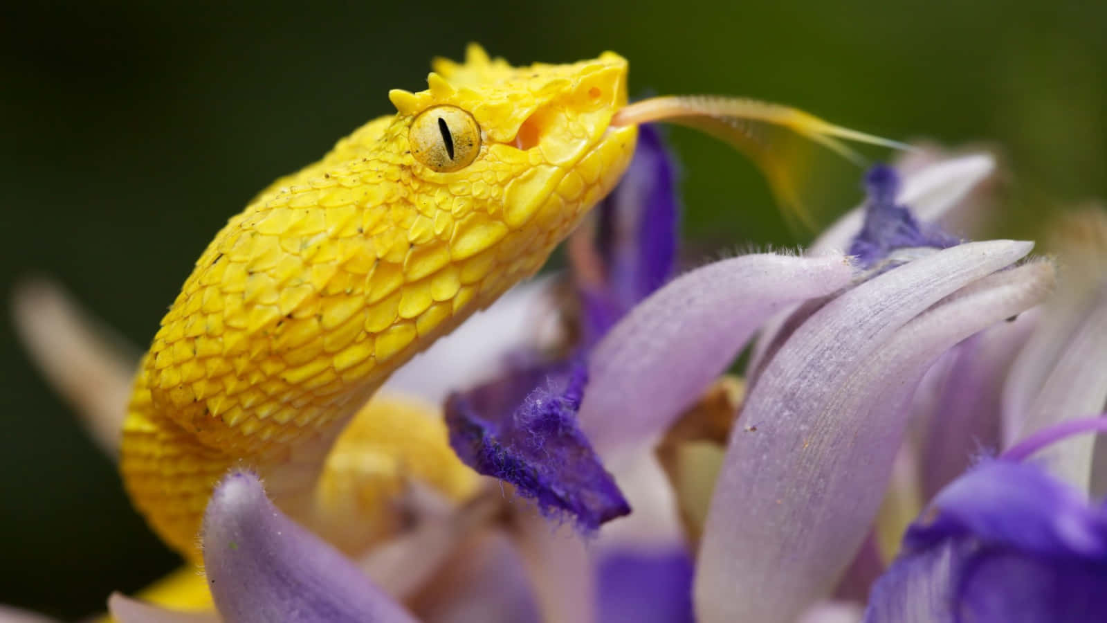 Yellow Snake, pit viper, textured scales, HD Desktop Wallpaper