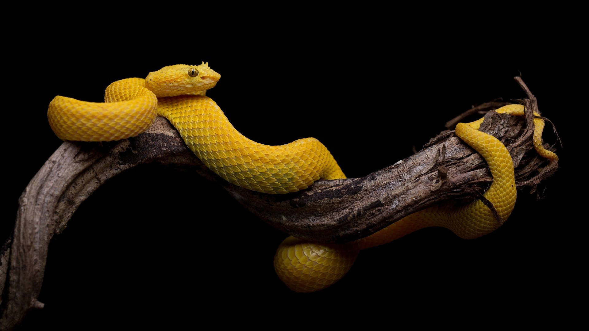 Yellow Snake, vibrant yellow, weathered branch, Full HD Desktop Wallpaper