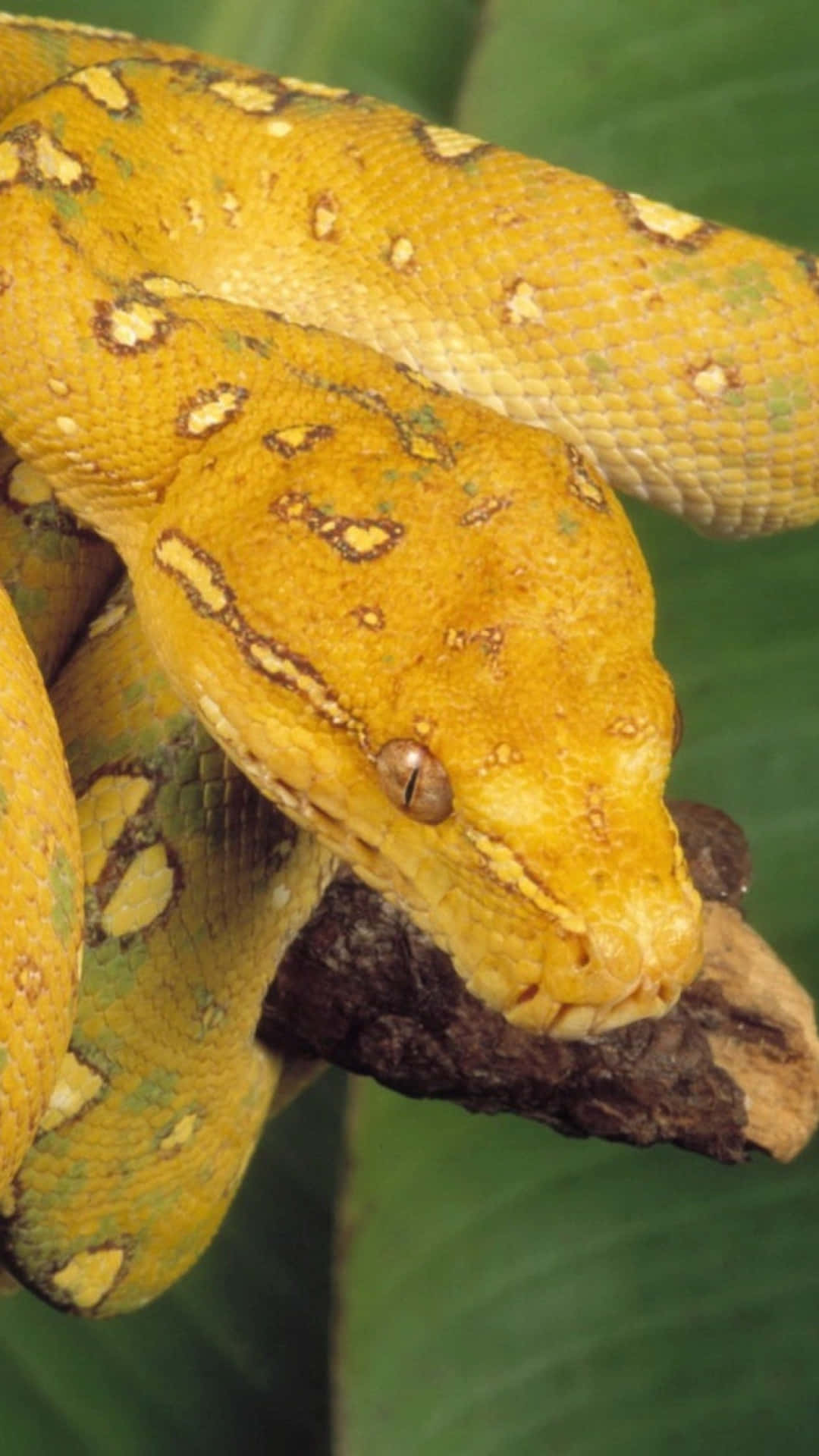 Yellow Snake, vibrant yellow-green tree python, branch, Full HD Phone Wallpaper