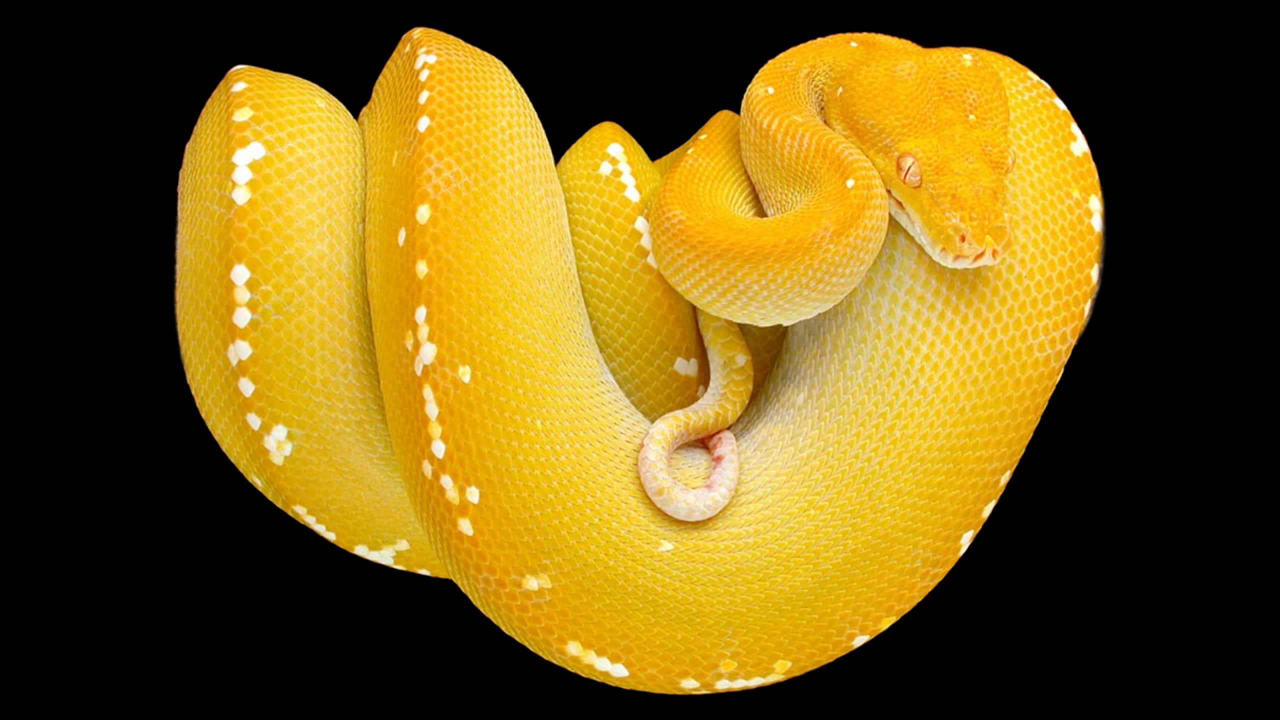 Yellow Snake, vibrant yellow python, white speckles, 2K Desktop Wallpaper
