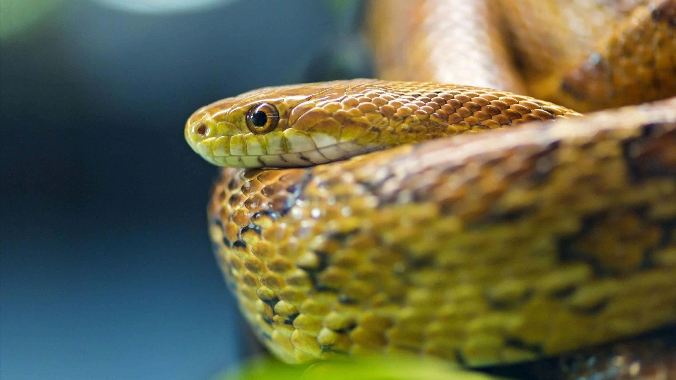 yellow snake, golden scales, alert eyes, 2K Desktop Wallpaper