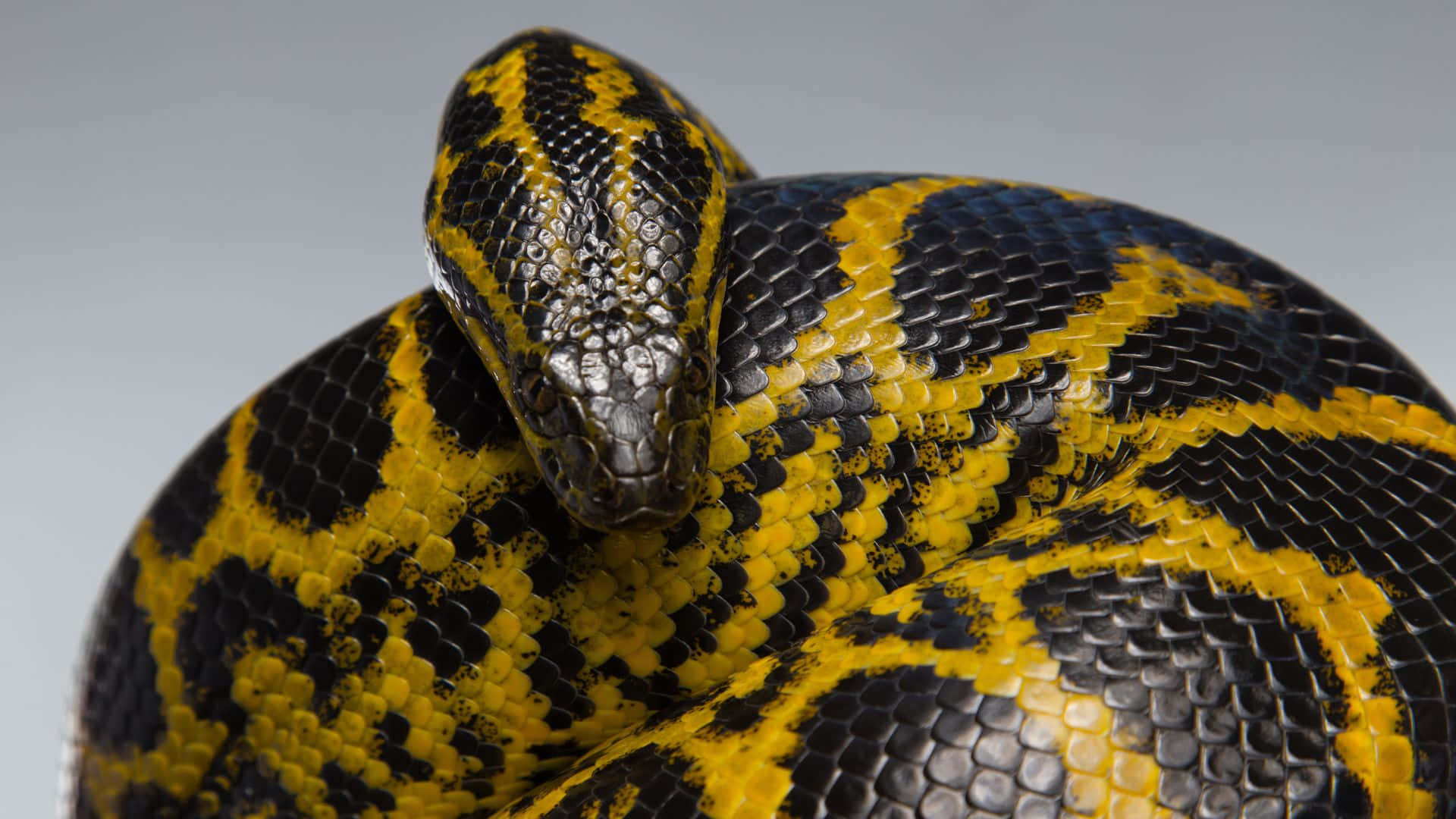 yellow and black snake, glossy scales, neutral gray background, Full HD Desktop Wallpaper