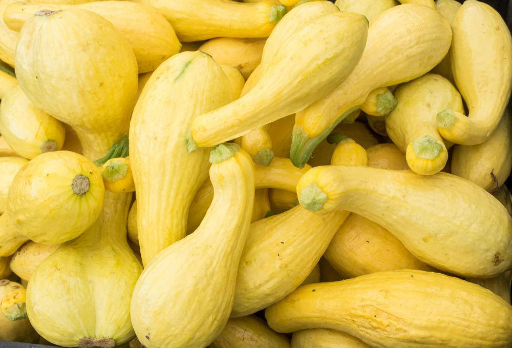 vibrant crookneck yellow squash, yellow summer squash, textured skin, SD Desktop Wallpaper