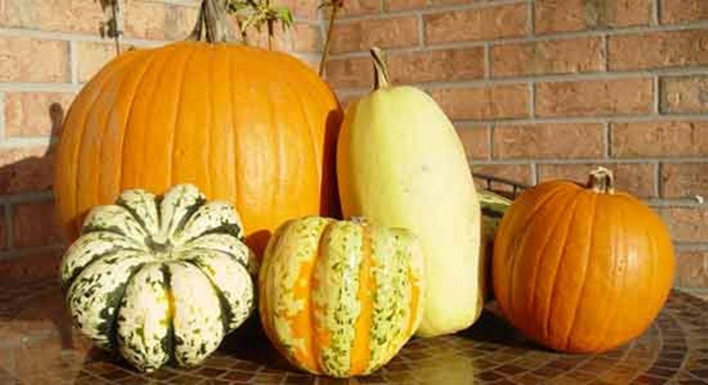 yellow squash, pumpkins, tiled surface, SD Desktop Wallpaper