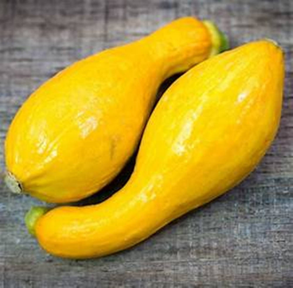 crookneck yellow squash, vibrant yellow, summer squash, SD Desktop Wallpaper