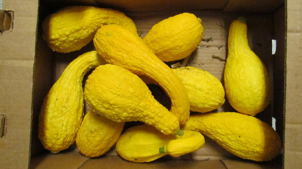 yellow squash, cardboard box, bright yellow, SD Desktop Wallpaper