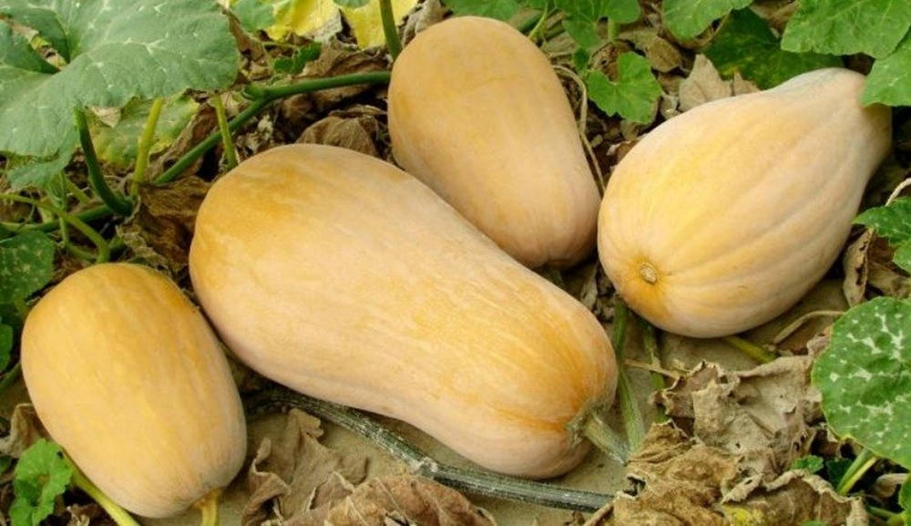 butternut squash, green leaves, dry foliage, SD Desktop Wallpaper