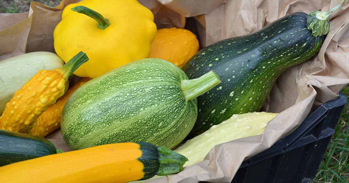 Yellow Squash, summer squash, gourds, SD Desktop Wallpaper