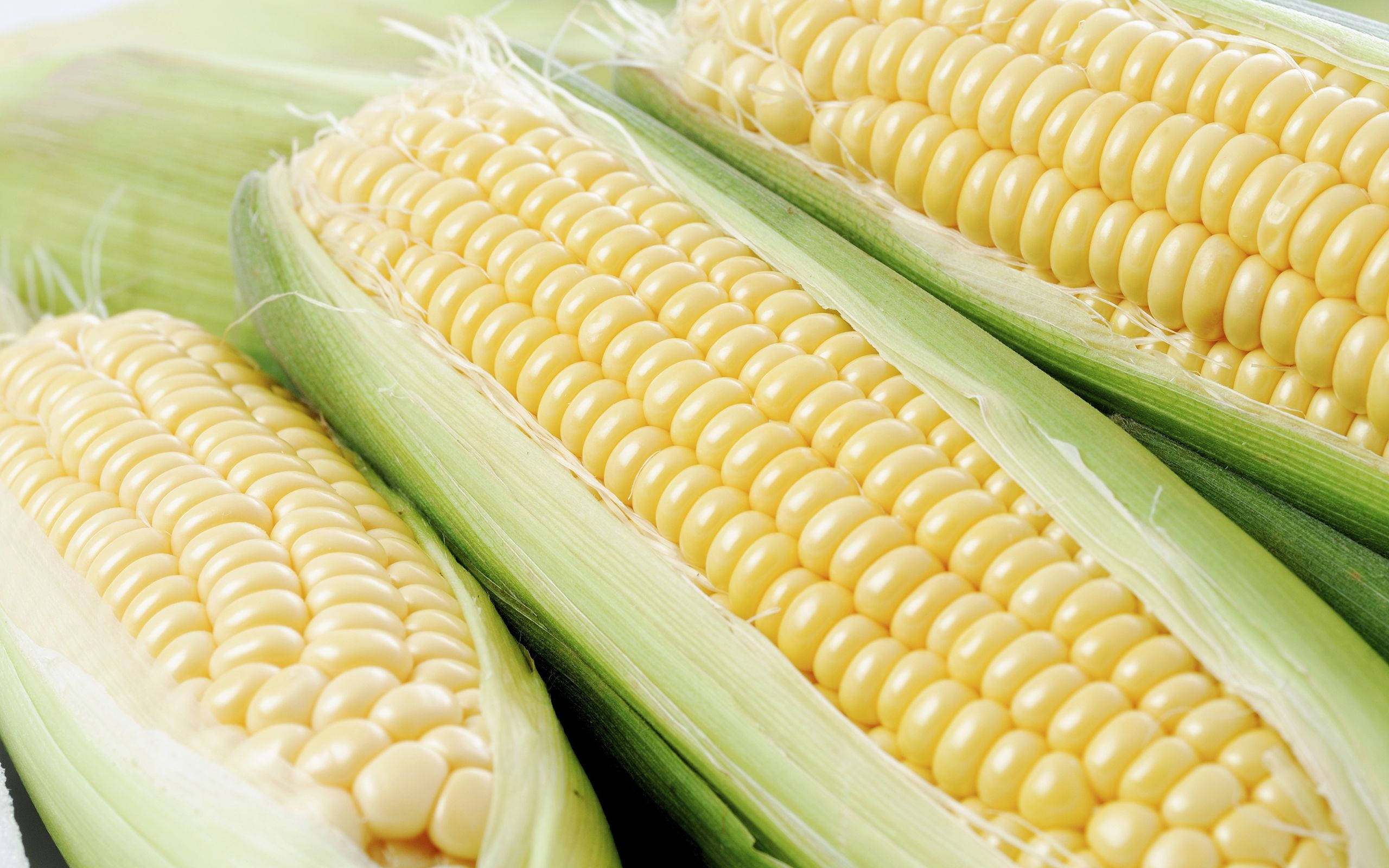 light yellow corns, yellow corn cobs, green husks, 2K Desktop Wallpaper