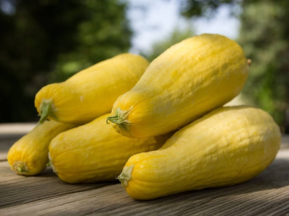 yellow summer squash, sunlit pile, weathered wooden table, SD Desktop Wallpaper