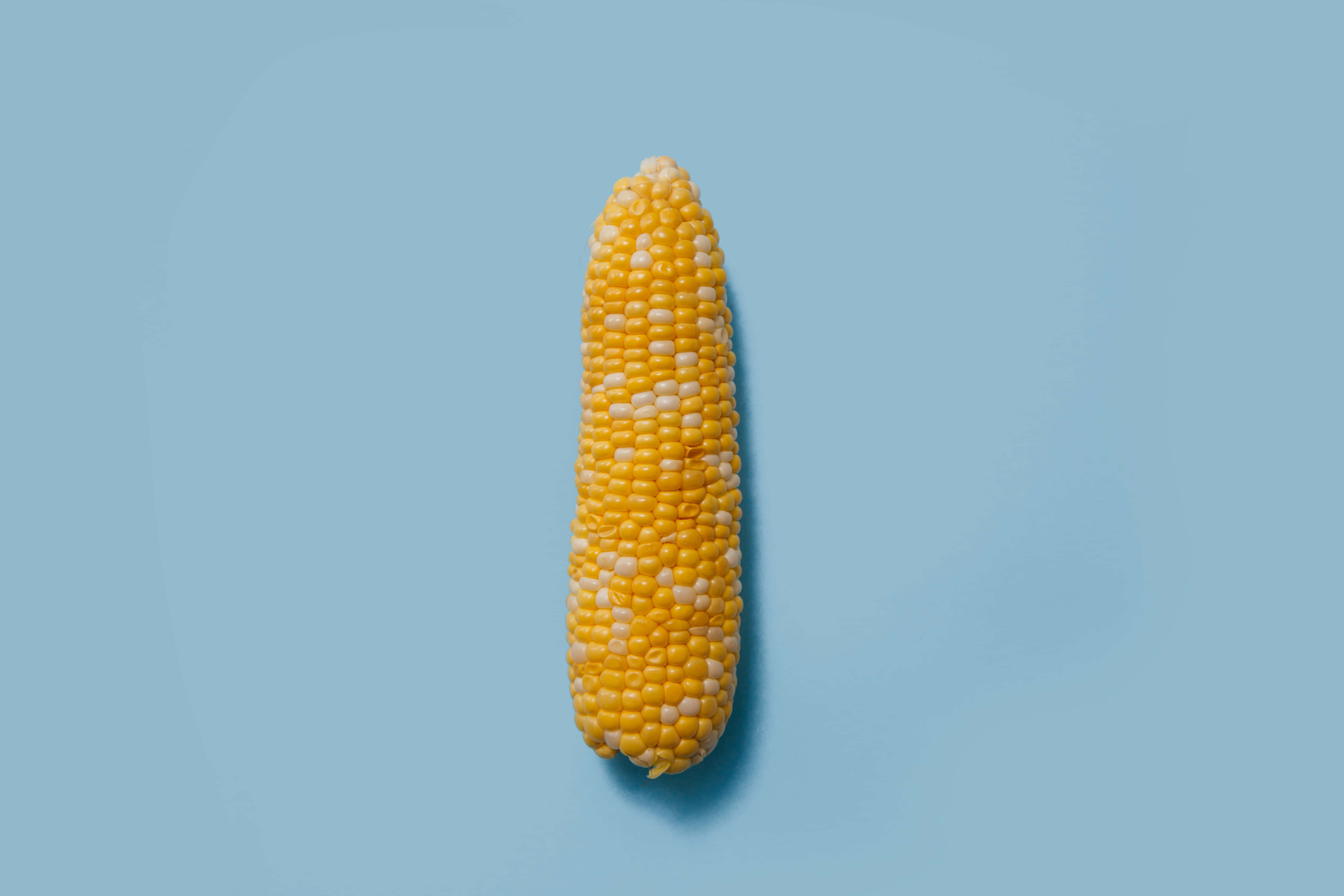 yellow corn, yellow and white corn, soft blue background, 5K Desktop Wallpaper