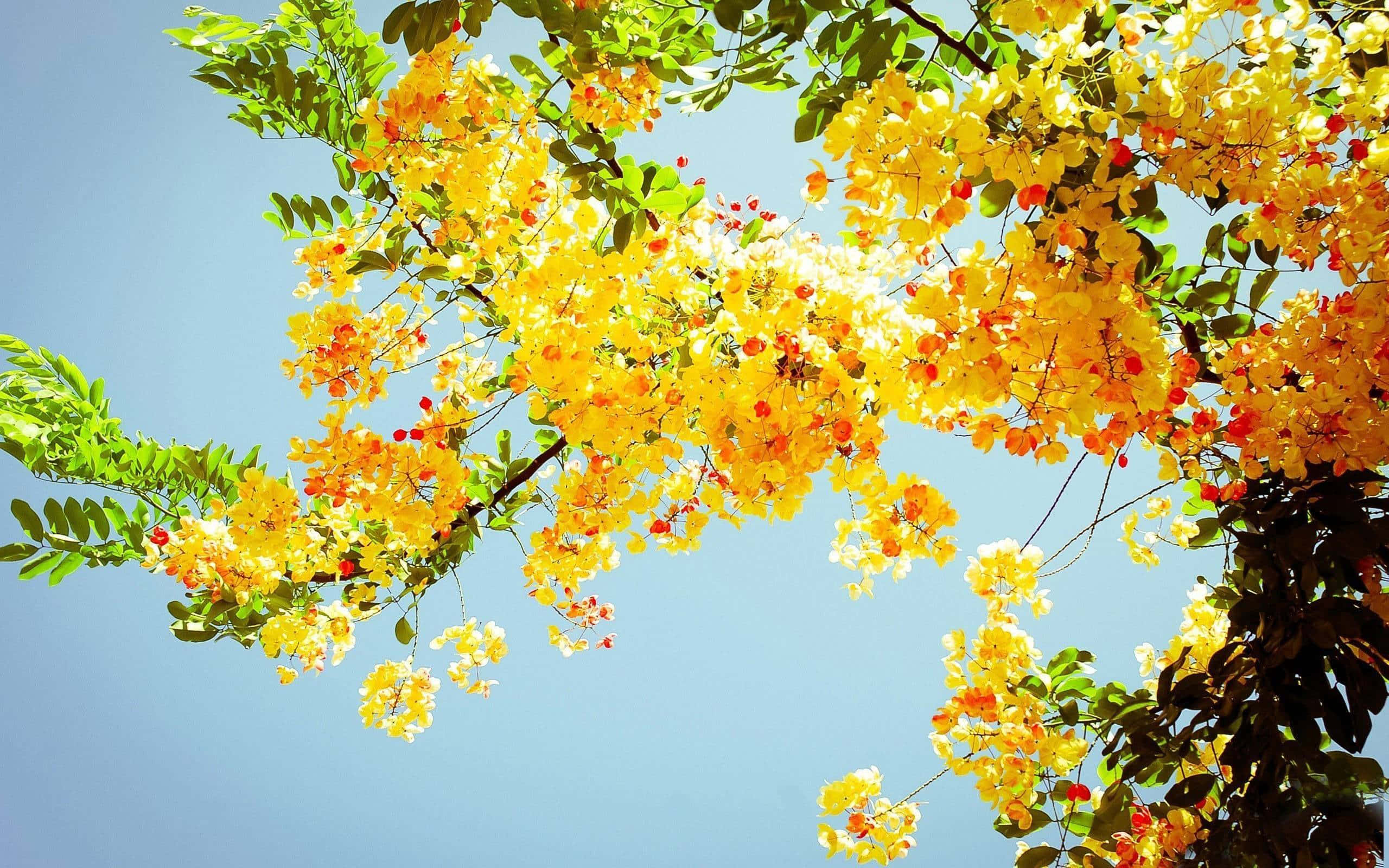 Yellow Summer, vibrant yellow flowers, tree branches, 2K Desktop Wallpaper