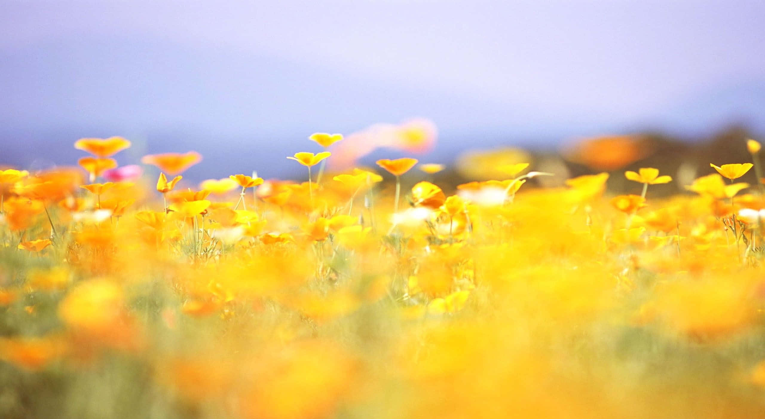 Vibrant Yellow Summer Landscape, sunlit field, vibrant yellow poppies, 2K Desktop Wallpaper
