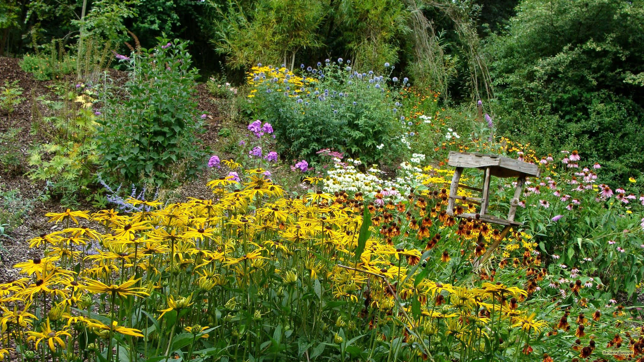 yellow summer 2048, golden fields, black-eyed susans, Full HD Desktop Wallpaper