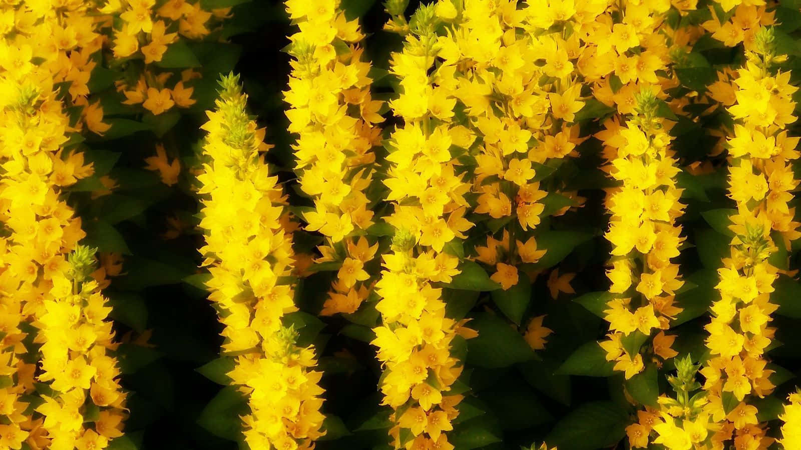 Yellow Summer, vibrant yellow flowers, tall spikes, HD Desktop Wallpaper