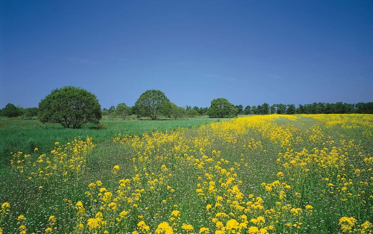 yellow summer, vibrant yellow wildflowers, lush green meadow, HD Desktop Wallpaper