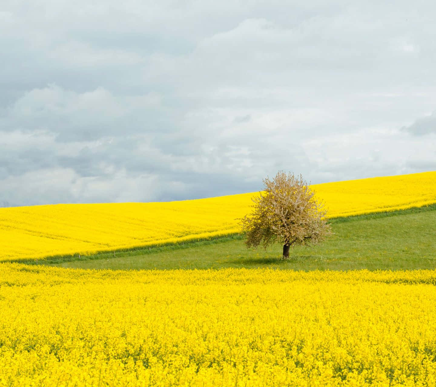 yellow summer, golden rapeseed fields, green ridge, HD Desktop Wallpaper