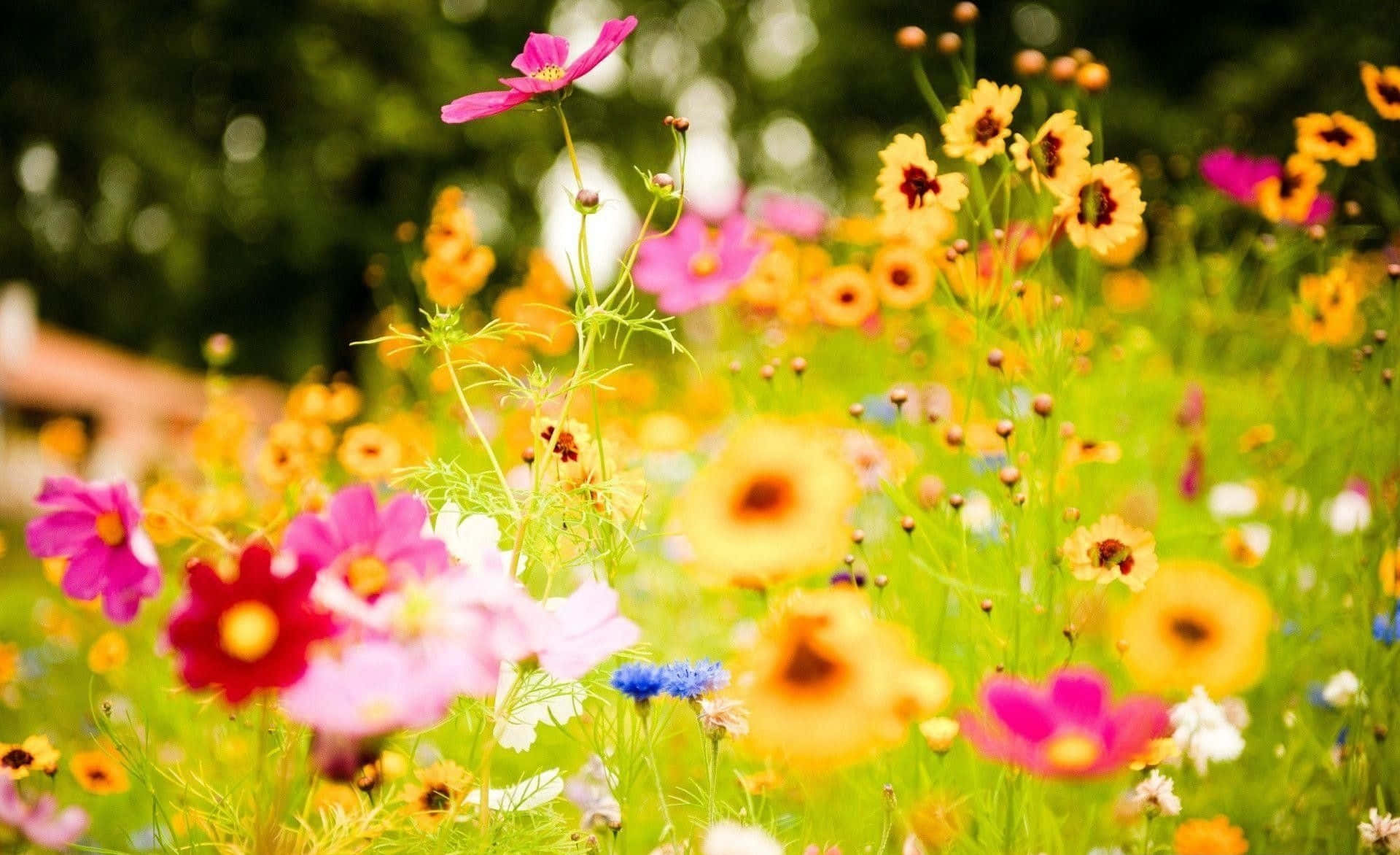 Sunflower field, cosmos, coreopsis, Full HD Desktop Wallpaper