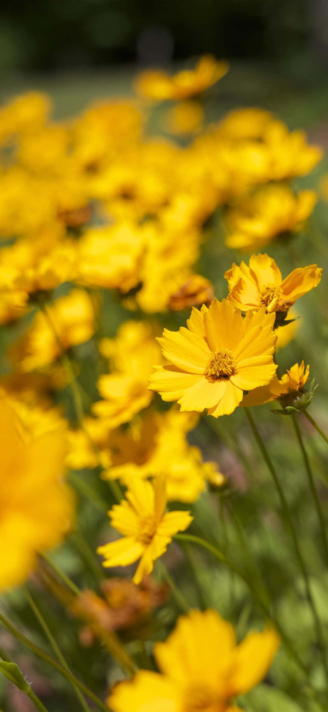 Yellow Summer, cosmos flowers, green meadow, Full HD Phone Wallpaper