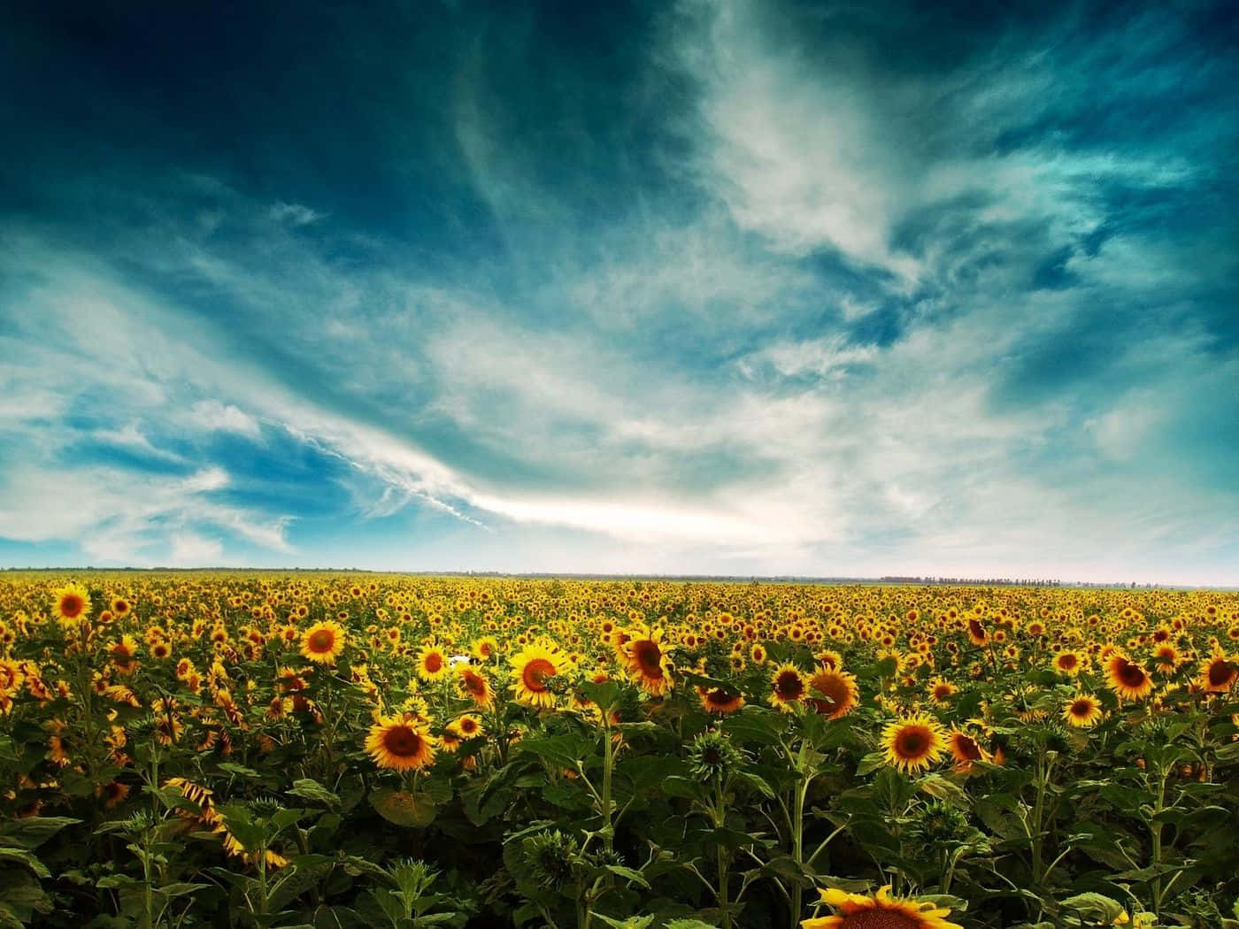 yellow summer, sunflowers, blue sky, HD Desktop Wallpaper