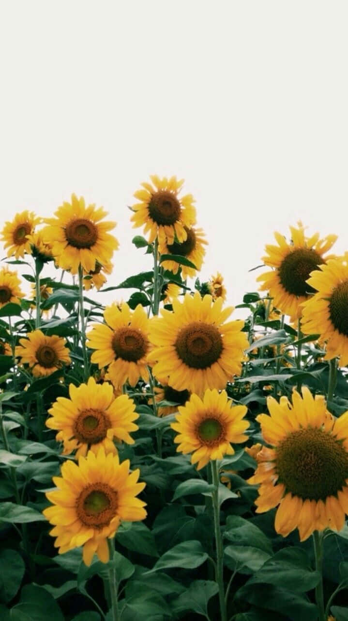 Yellow Summer, sunflowers, lush green leaves, HD Phone Wallpaper