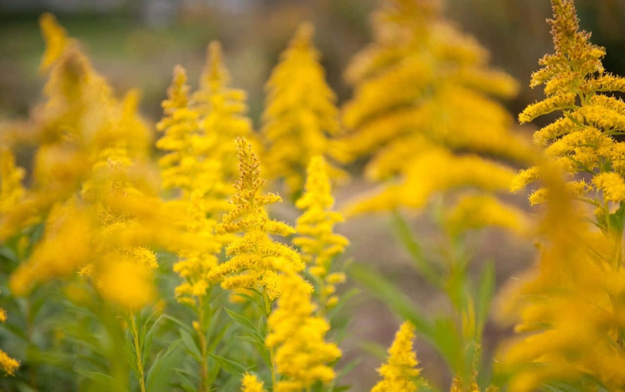 yellow summer, goldenrod flowers, soft focus, HD Desktop Wallpaper