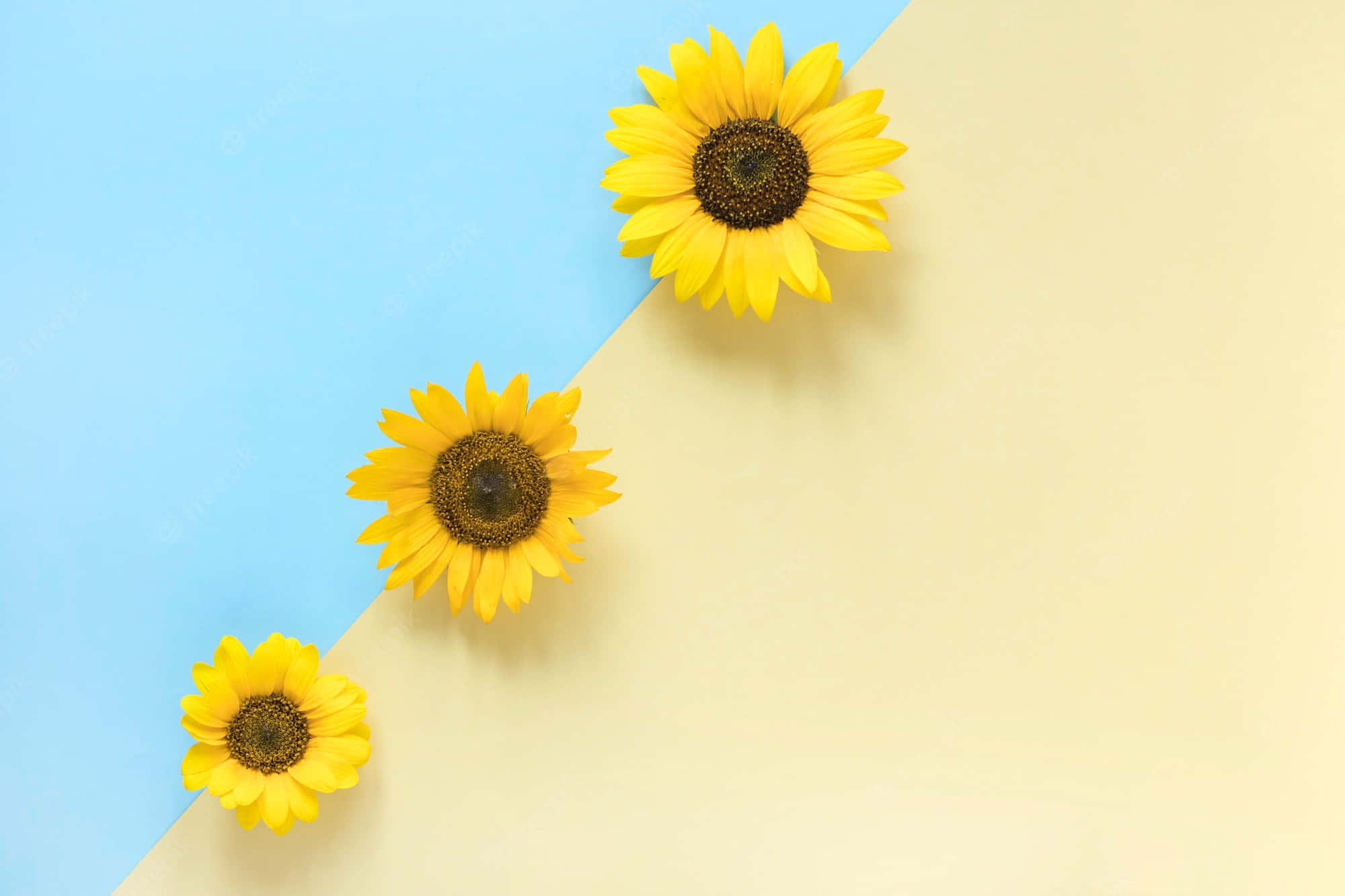 yellow sunflower aesthetic, sunflowers, blue and cream background, Full HD Desktop Wallpaper