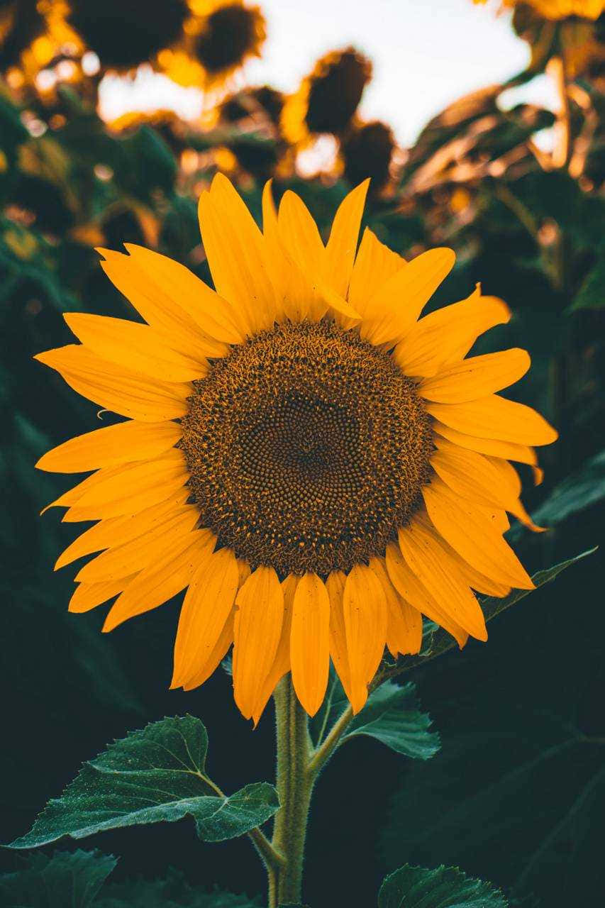 sunflower, field, golden petals, HD Phone Wallpaper