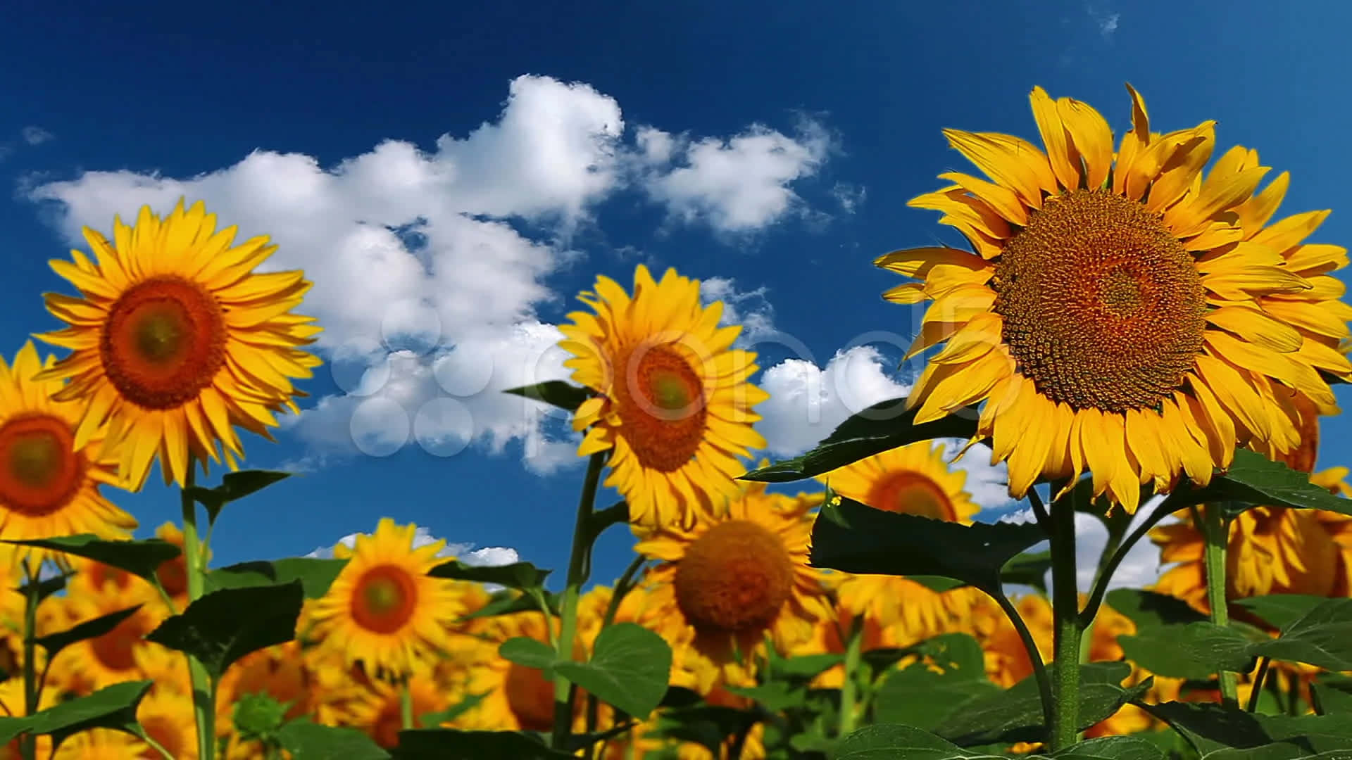yellow sunflower aesthetic, vibrant sunflowers, bright blue sky, Full HD Desktop Wallpaper