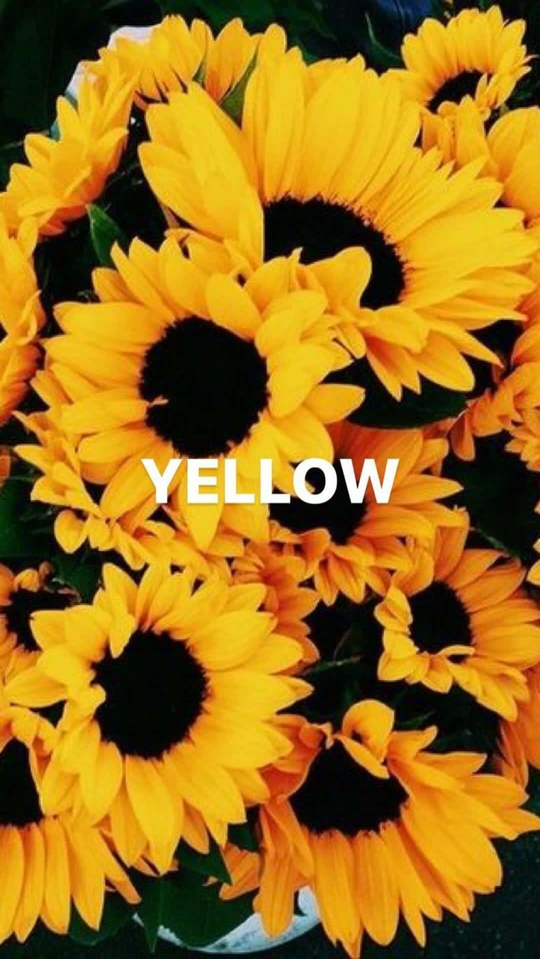 Yellow Sunflower Aesthetic, sunflowers, bold yellow petals, HD Phone Wallpaper
