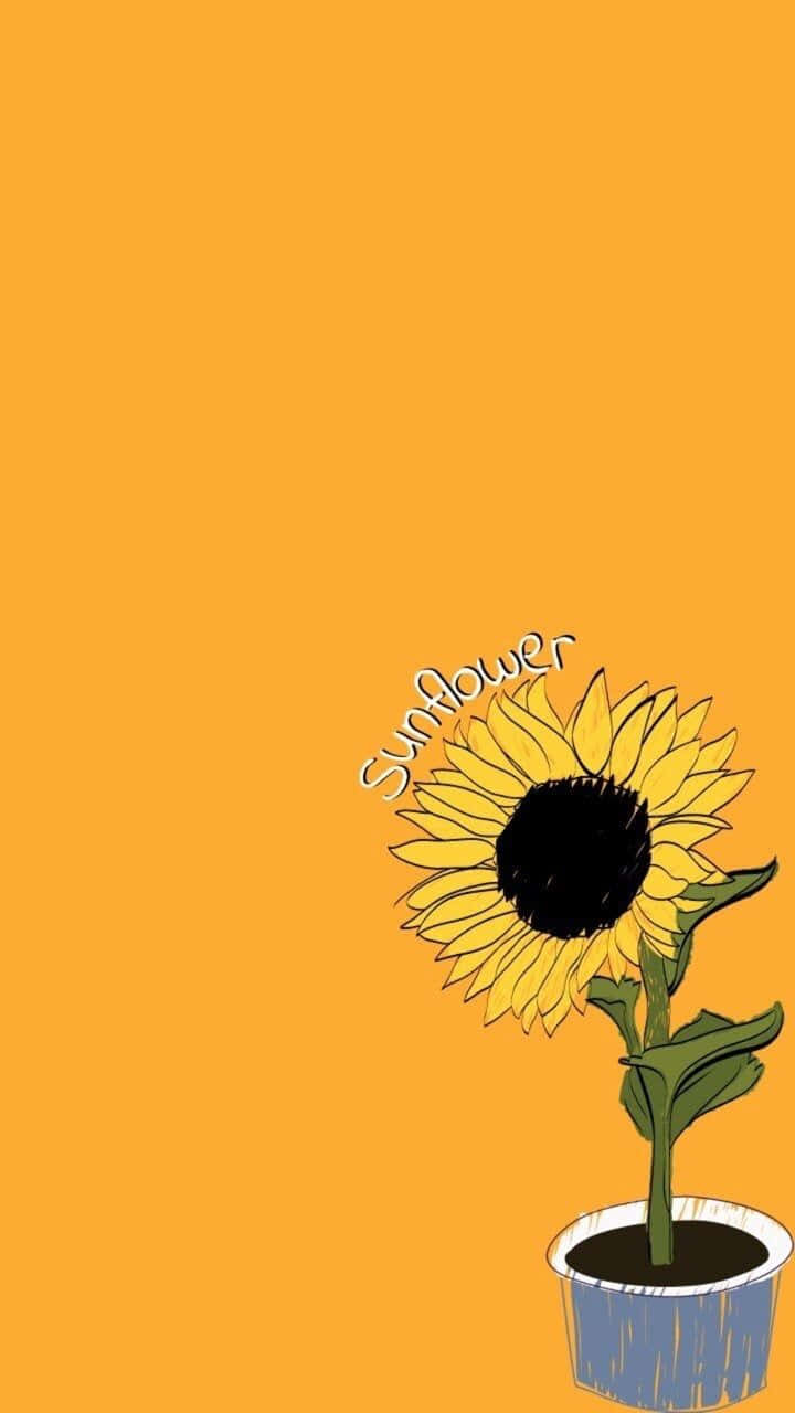 sunflower, blue pot, solid orange background, HD Phone Wallpaper